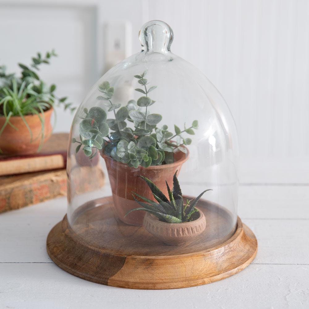 Glass Bell Cloche with Wood Base