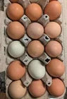 6 Farm Fresh Hatching Eggs – Barnyard Mix