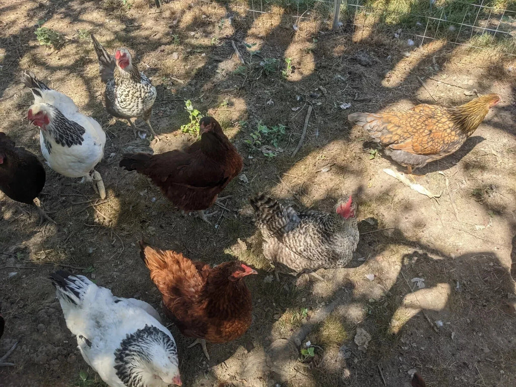 6 Farm Fresh Hatching Eggs – Barnyard Mix
