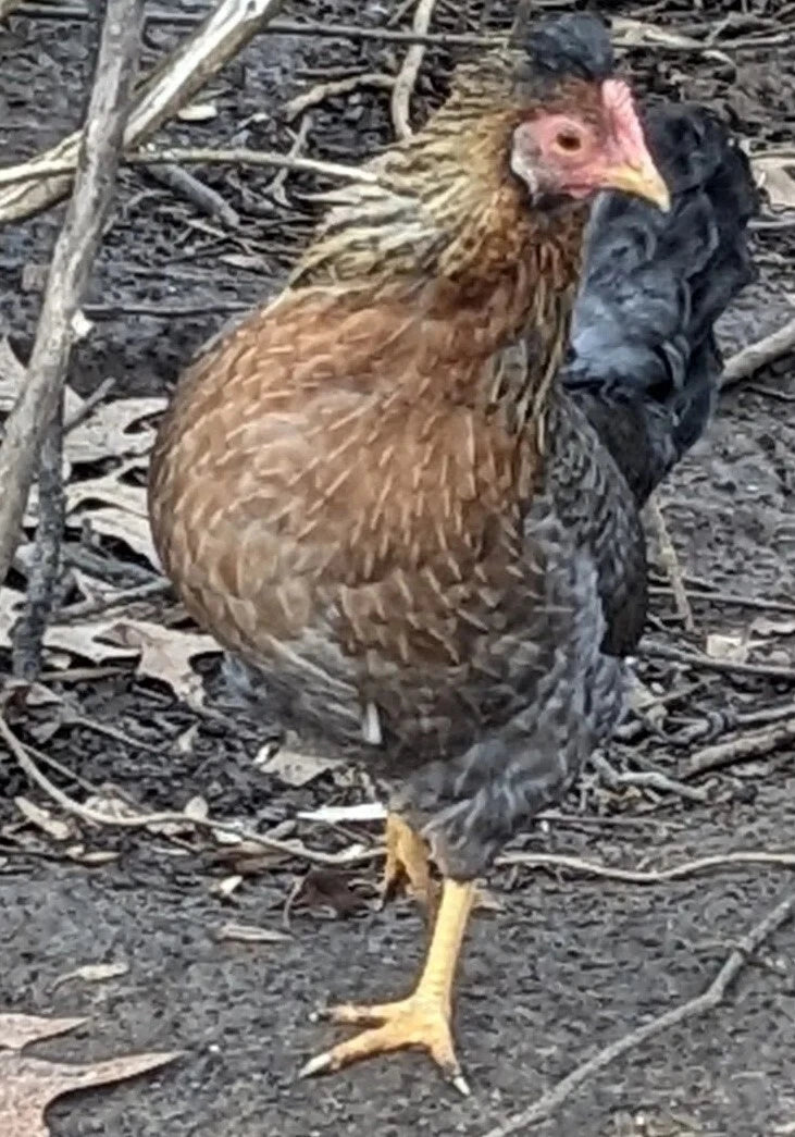 6 Fresh & Fertile Chicken Hatching Eggs - Blue and Green Egg Mix *Colorful Egg Layers*