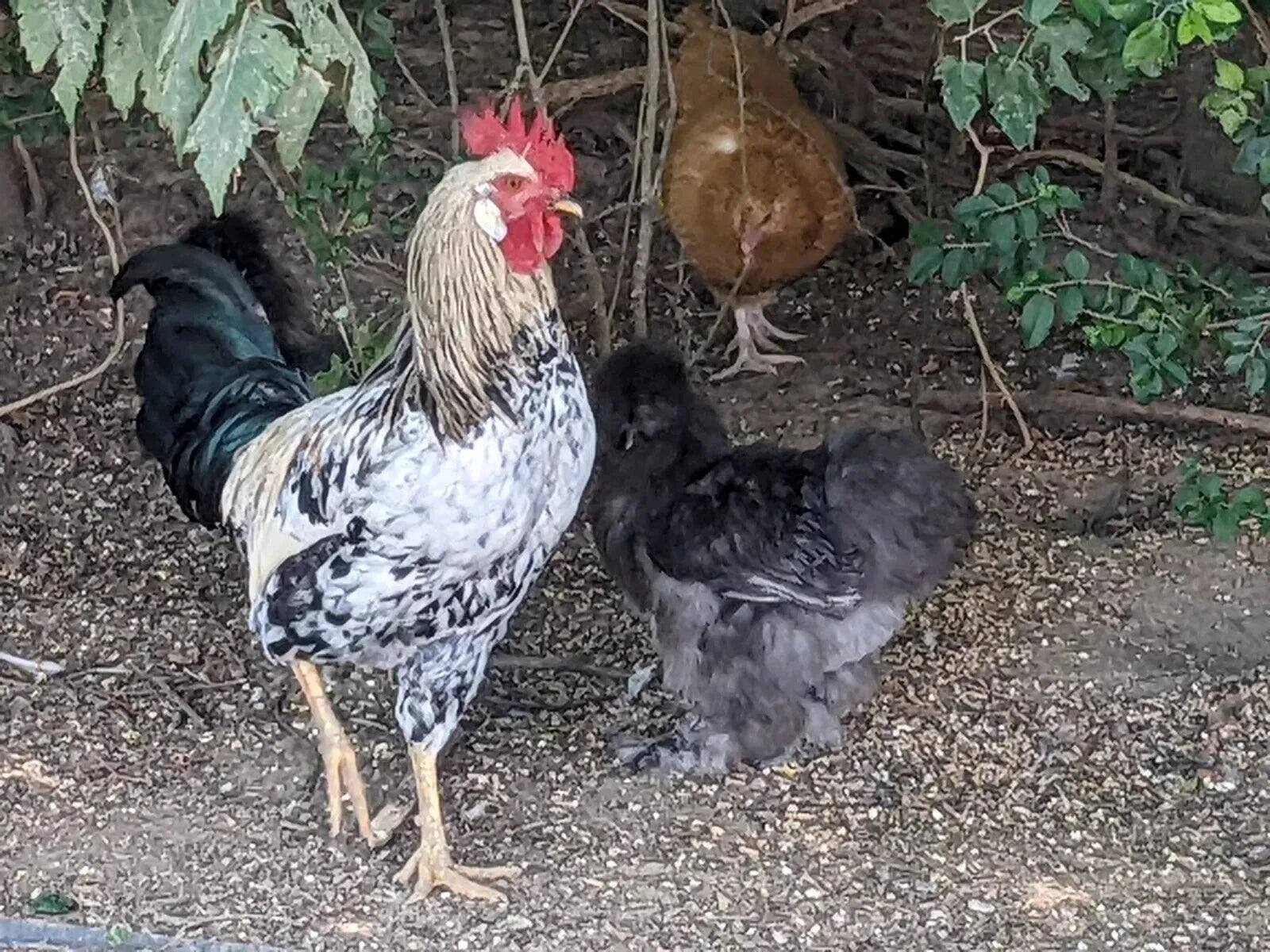 6 Farm Fresh Hatching Eggs – Barnyard Mix
