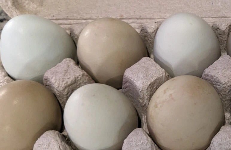 6 Fresh & Fertile Chicken Hatching Eggs - Blue and Green Egg Mix *Colorful Egg Layers*
