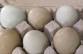 6 Fresh & Fertile Chicken Hatching Eggs - Blue and Green Egg Mix *Colorful Egg Layers*
