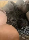 6 Farm Fresh Hatching Eggs – Barnyard Mix