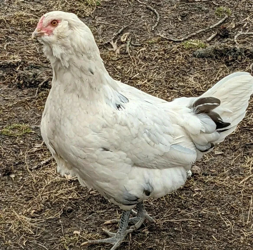 6 Farm Fresh Hatching Eggs – Barnyard Mix