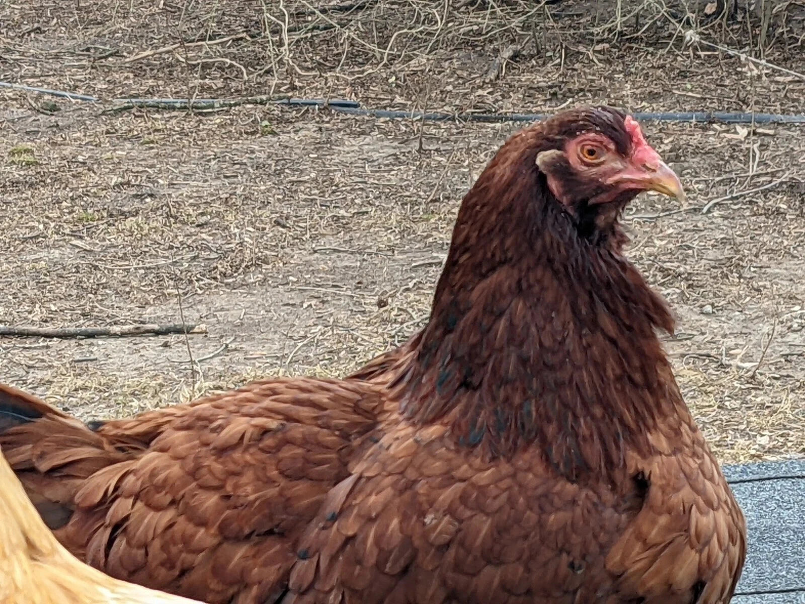 6 Farm Fresh Hatching Eggs – Barnyard Mix