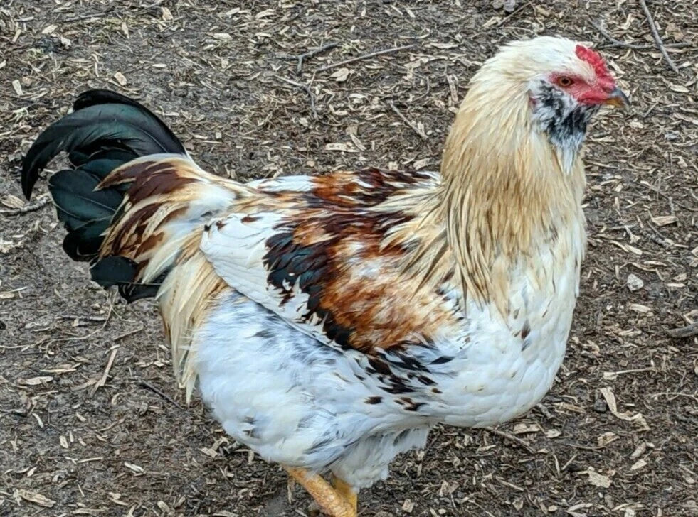 6 Fresh & Fertile Chicken Hatching Eggs - Blue and Green Egg Mix *Colorful Egg Layers*