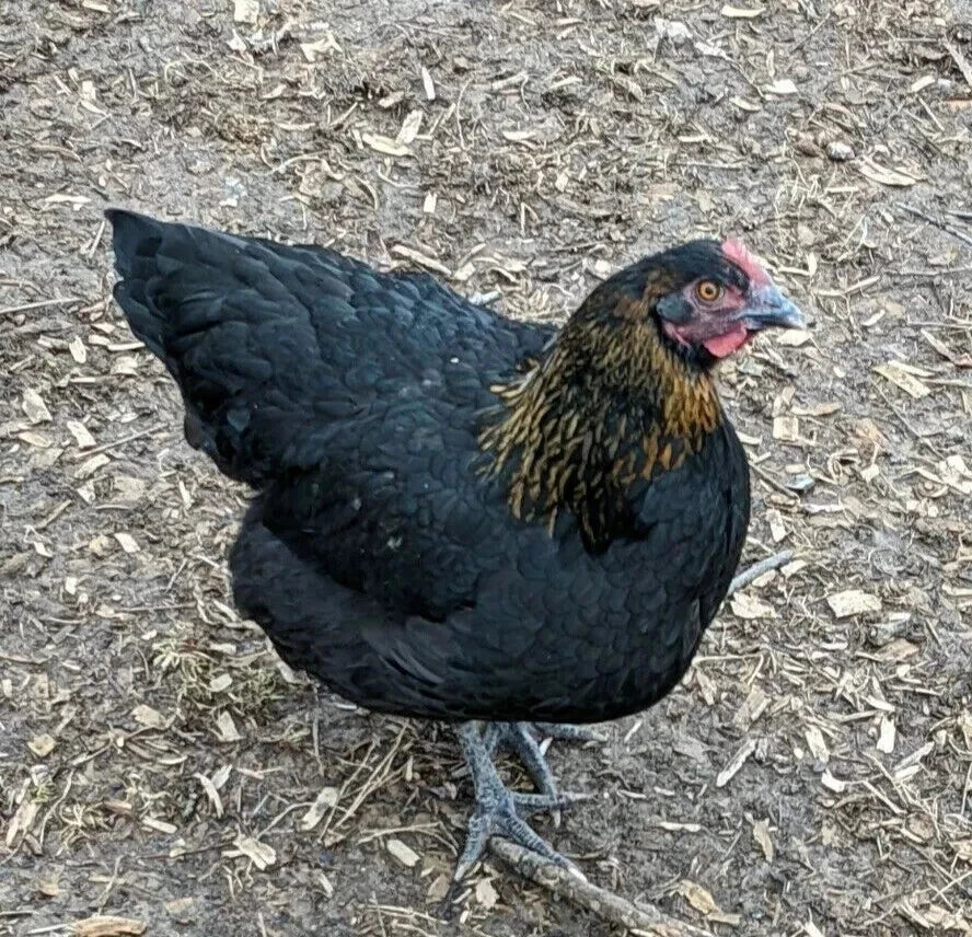 6 Farm Fresh Hatching Eggs – Barnyard Mix