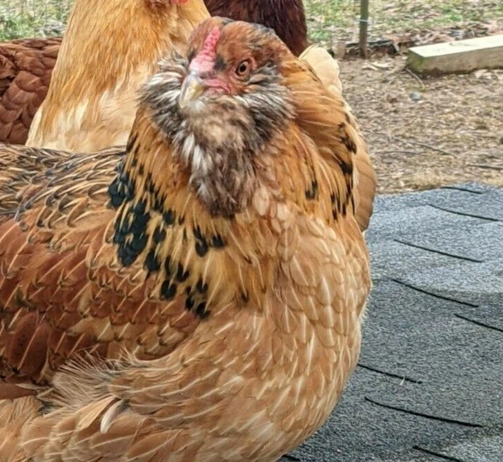 6 Fresh & Fertile Chicken Hatching Eggs - Blue and Green Egg Mix *Colorful Egg Layers*