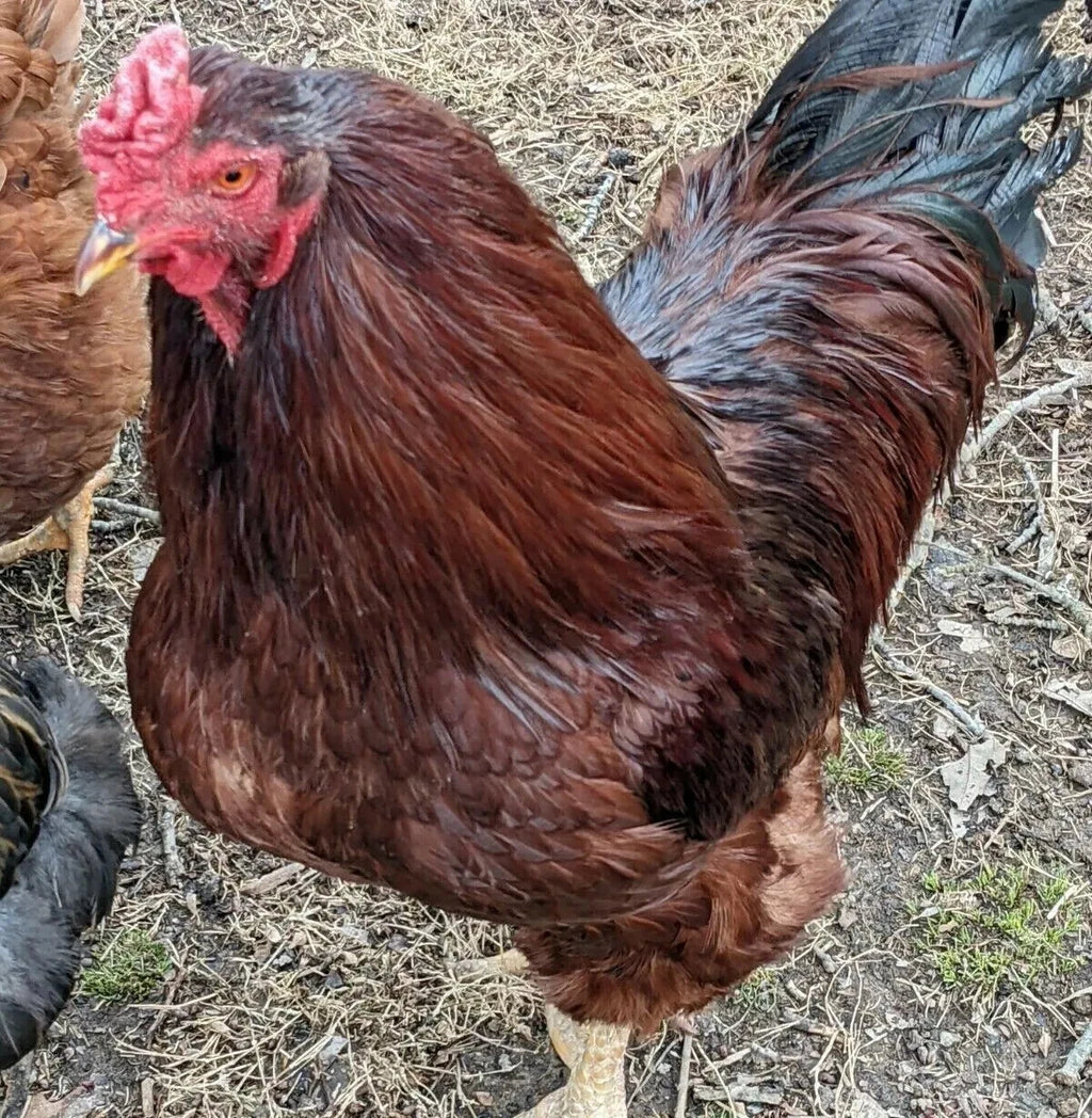 6 Farm Fresh Hatching Eggs – Barnyard Mix