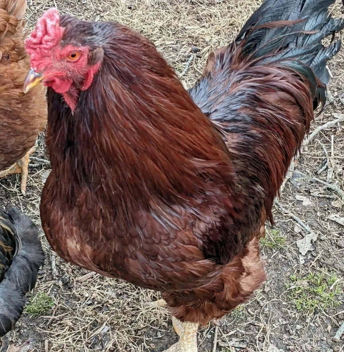 6 Farm Fresh Hatching Eggs – Barnyard Mix