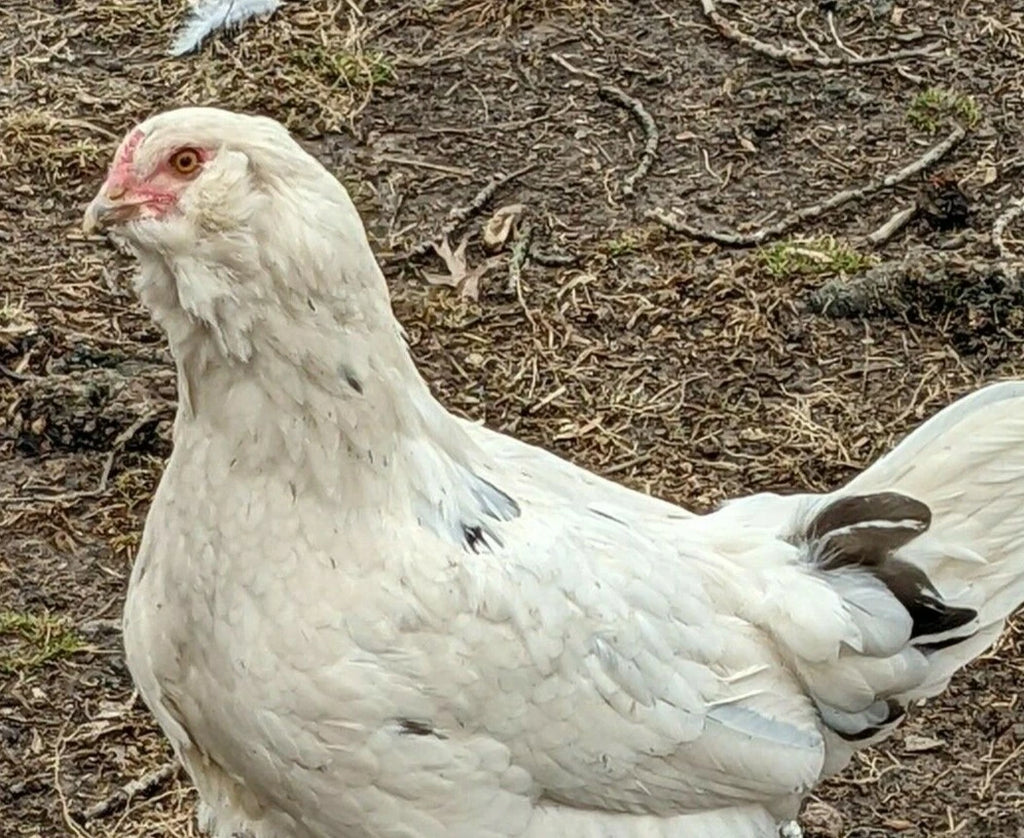 6 Fresh & Fertile Chicken Hatching Eggs - Blue and Green Egg Mix *Colorful Egg Layers*