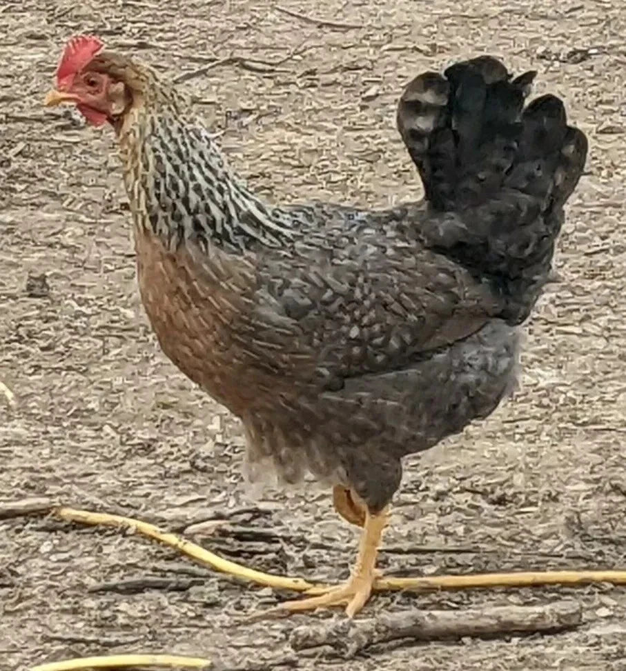 6 Farm Fresh Hatching Eggs – Barnyard Mix