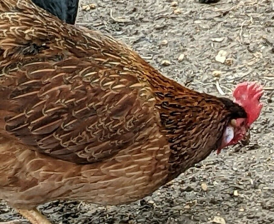 6 Fresh & Fertile Chicken Hatching Eggs - Blue and Green Egg Mix *Colorful Egg Layers*