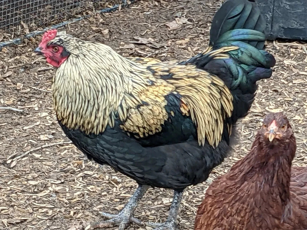 6 Farm Fresh Hatching Eggs – Barnyard Mix