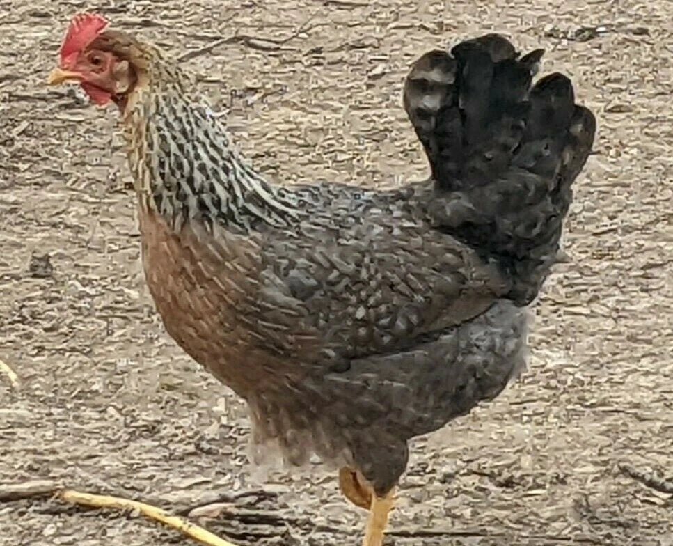 6 Fresh & Fertile Chicken Hatching Eggs - Blue and Green Egg Mix *Colorful Egg Layers*