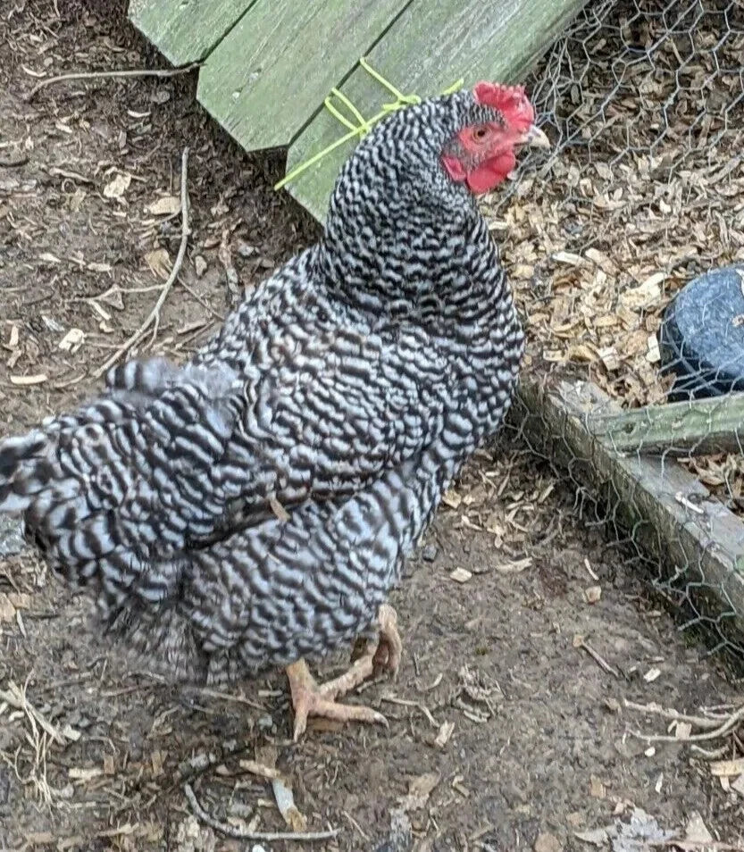 6 Farm Fresh Hatching Eggs – Barnyard Mix