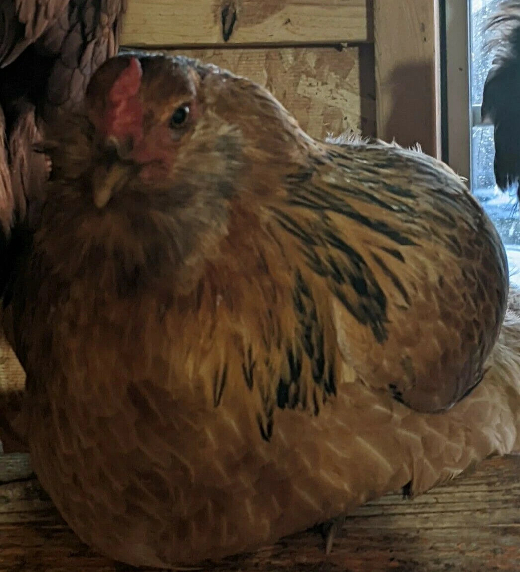6 Fresh & Fertile Chicken Hatching Eggs - Blue and Green Egg Mix *Colorful Egg Layers*